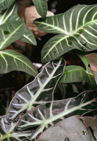 Green leaf texture. Leaf texture background. Vintage process.の写真素材