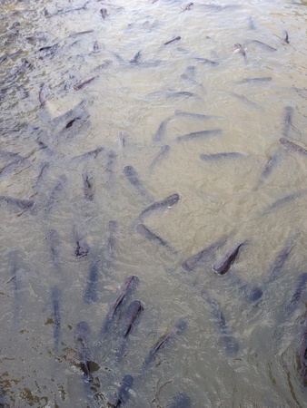 A lot of fishの素材