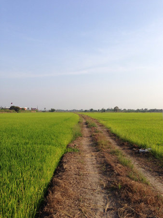 Green field with clear skyの素材