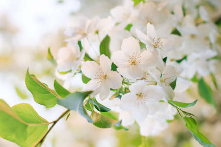 Blooming apple tree flowerの写真素材