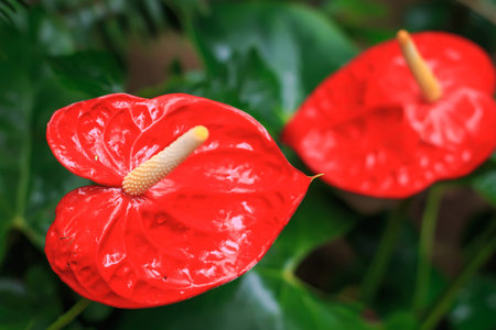 Red anthurium also known as tailflower, flamingo flower and laceleaf