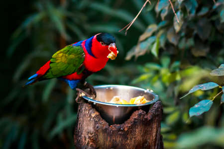Portrait of A single Tricolor Parrot, Lorius Lory, eating fruits in natural surroundingsの写真素材