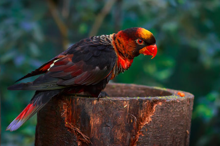 Single dusky lory (Pseudeos fuscata) sitting together on a platform