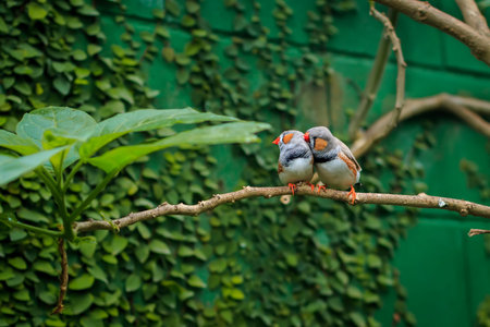 Zebra finch couple (Taeniopygia guttata) sitting on a branchの写真素材