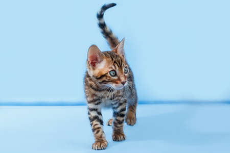 Single playful brown spotted bengal kitten on neutral blue backgroundの写真素材