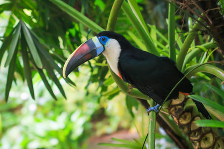 Single White-throated toucan (tucan) bird sitting on a branch in natural surroundings