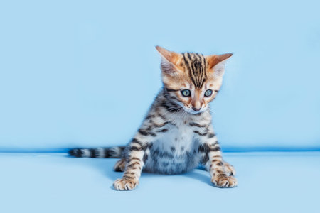 Single playful brown spotted bengal kitten on neutral blue background