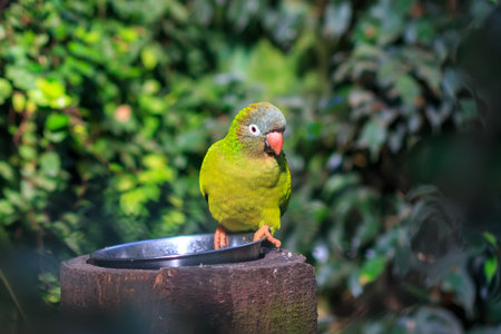 The blue-crowned parakeet, blue-crowned conure, or sharp-tailed conure (Thectocercus acuticaudatus)...