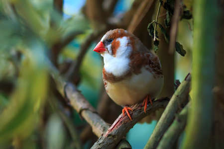 Zebra finch (Taeniopygia guttata) sitting on a branchの写真素材