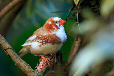 Zebra finch (Taeniopygia guttata) sitting on a branchの写真素材