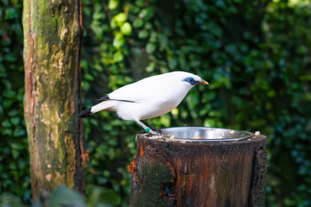 The Bali myna (Leucopsar rothschildi), also known as Rothschild's mynah, Bali starling, locally...