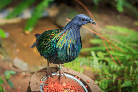 Nicobar pigeon (Caloenas nicobarica) single closeup selective focusの写真素材