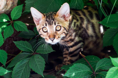 Bengal kitten alone outdoors peeking out from green leavesの写真素材