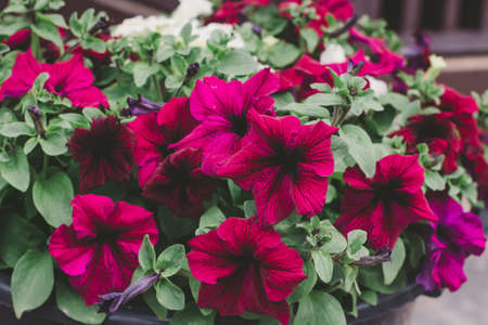 Red flowers in pot standing on the porchの写真素材