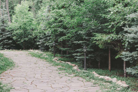 Landscaping in the garden. Stone pathway among fir trees and bushesの写真素材