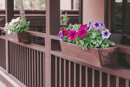 Red and purple petunia flowers in pot on the porchの写真素材