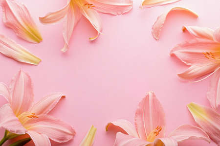 Beautiful blooming pink lily flowers frame on pink, top viewの写真素材