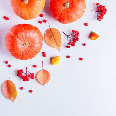 Autumn composition with leaves, pumpkins, rowan berries on grey background, top view. Autumn, fall, halloween, thanksgiving day concept. Flat lay, copy spaceの写真素材