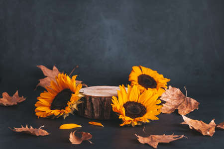 Wooden podium or stand for product with sunflowers and dry leaves on grey stone background, dark still lifeの写真素材