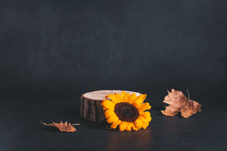 Wooden podium or stand for product with sunflowers and dry leaves on gray stone backgroundの写真素材