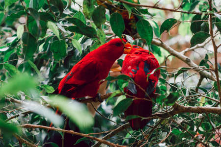 Pair of red eclectus parrots portrait closeup on a treeの写真素材