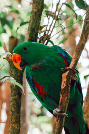 Green eclectus parrot portrait closeup on a treeの写真素材