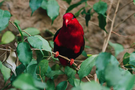 red eclectus parrot portrait closeup on a treeの写真素材