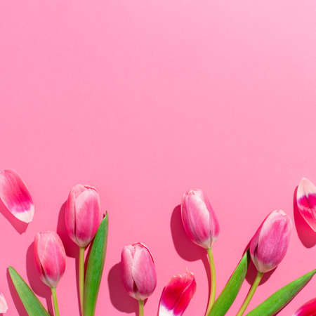 Pink tulips on pink background, border for spring, Mothers day, Womens dayの写真素材
