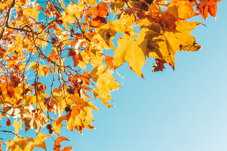 Autumn orange and yellow leaves frame against blue sky. Seasonal autumn or fall background,copy...