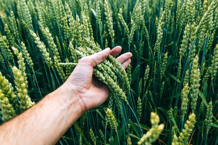 wheat field with farmer's hand, green field with ears of wheat in the summerの写真素材