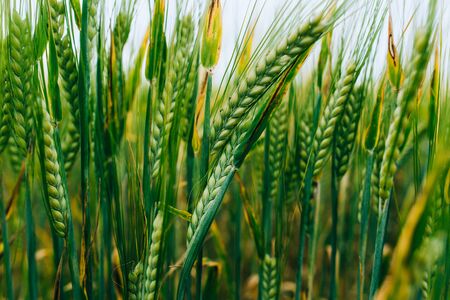 wheat field, green field with ears of wheat in the summerの写真素材