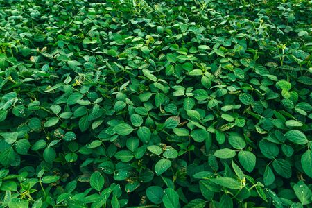 Rural landscape with fresh green soy field. Soybean fieldの写真素材
