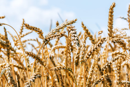 Harvest time, rural landscape with beautiful wheat field