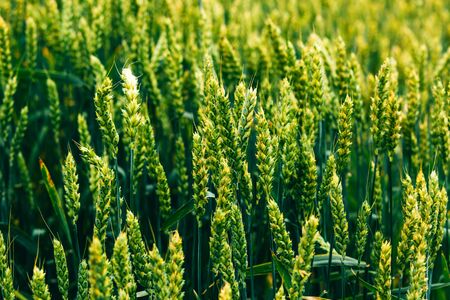 Wheat field . green field with ears of wheat in the summerの写真素材
