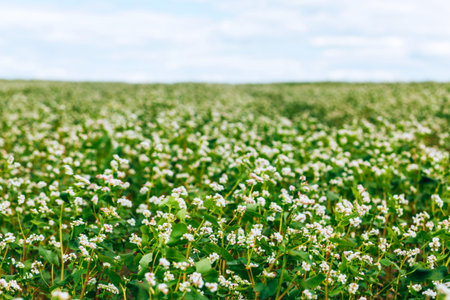 Green Buckwheat field and blue skyの写真素材