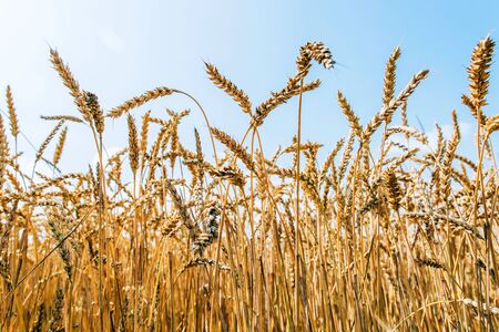 Agrarian industry. Field of ripe wheat. Harvest timeの写真素材
