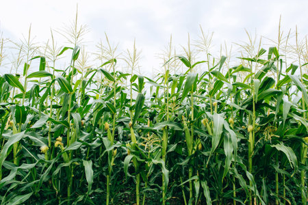 Agrarian industry. Plants of green corn on the sky