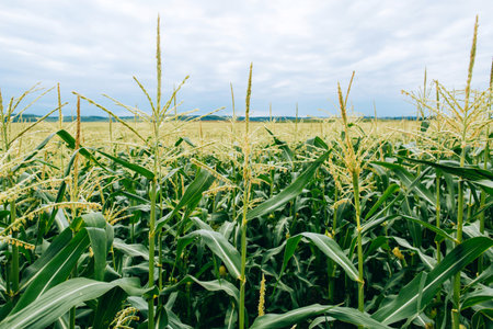 Agrarian industry. Plants of green corn on the sky