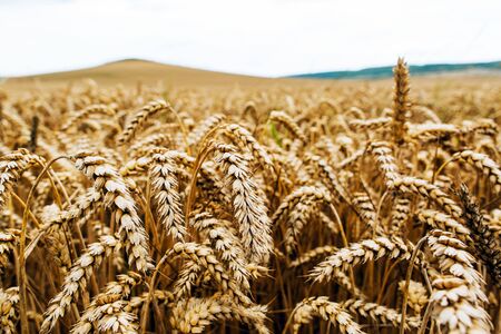 Wheat harvest. Fields of ripe wheat. Agrarian industryの写真素材
