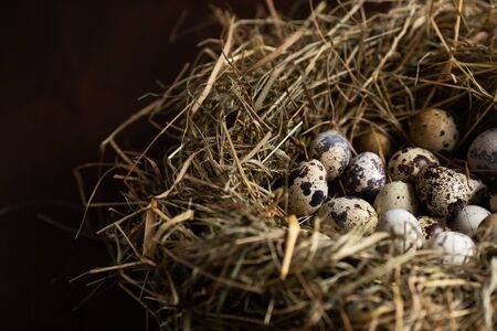 Quail eggs on hay in the nest. Easter backgroundの写真素材