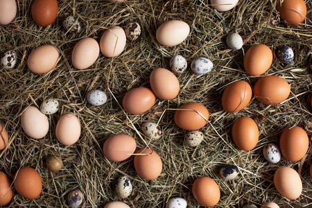 Quail and chicken eggs on hay in nest for Easter holiday. Easter backgroundの写真素材
