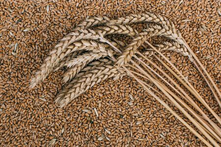 Agriculture. Wheat grains on a dark wooden tableの写真素材