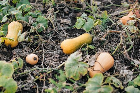 Ripe yellow pumpkins on the field in autumnの写真素材