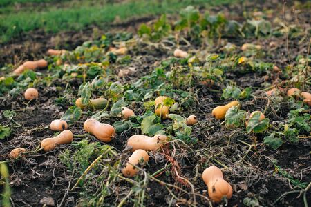 Harvest time. Ripe yellow pumpkins and zucchini on the fieldの写真素材
