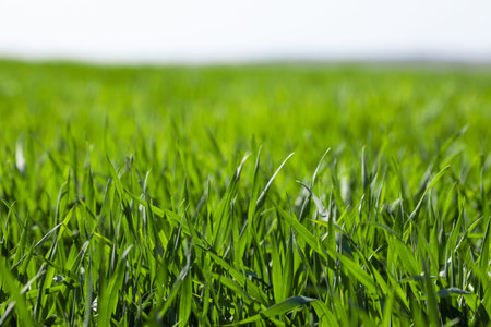 Lawn of green spring grass background