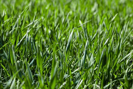 Sprouts of young green wheat. Agricultureの写真素材