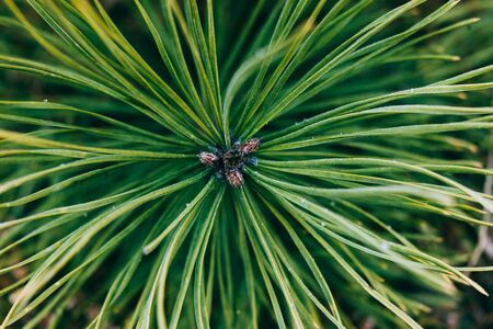 Green background. Branch of green pine in the forest	の写真素材