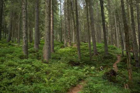 Trail in a green pine forest in the mountain. Summer timeの写真素材