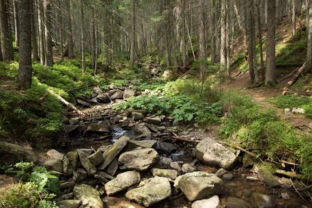 Mountain stream in the green spruce forest. Summer timeの写真素材