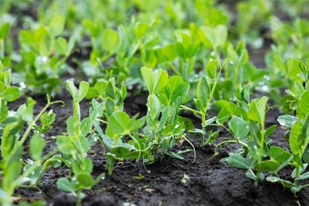 Young green peas on a farm field. Natural agricultureの写真素材